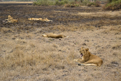 Lions in the african bush