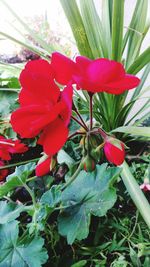 Close-up of red flowers