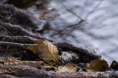 Close-up of autumn leaves in water