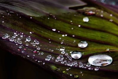 Close-up of raindrops on leaves