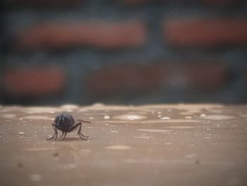 Close-up of fly on table