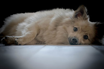 Close-up portrait of dog lying down on black background