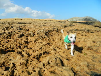 View of a dog on landscape