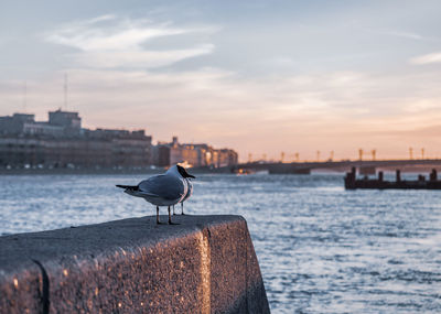 Seagull perching on a city