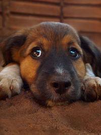 Close-up portrait of dog relaxing on floor