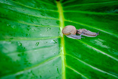 Close-up of snail on leaves