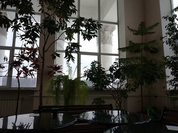 Palm trees seen through window