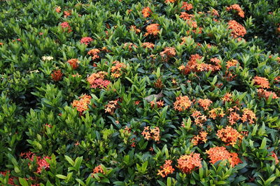 High angle view of flowering plants on field