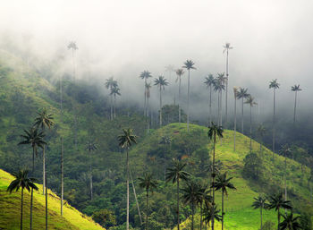 Scenic view of palm trees on landscape against sky