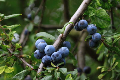 Close-up of blueberry fruits growing on tree