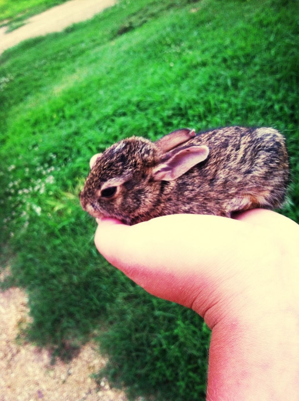 one animal, person, animal themes, part of, wildlife, animals in the wild, grass, close-up, cropped, green color, focus on foreground, holding, bird, unrecognizable person, personal perspective, lifestyles, human finger