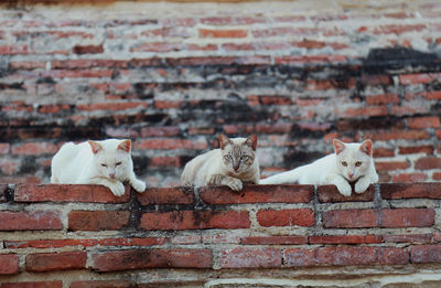 View of cats against brick wall