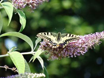 Close-up of butterfly pollinating on flower