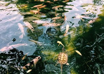 High angle view of koi carps swimming in pond