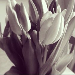 Close-up of flowers