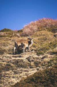 View of sheep on field