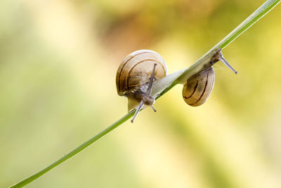 Close-up of snail