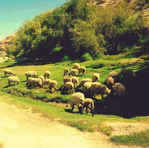 Sheep grazing on field against sky