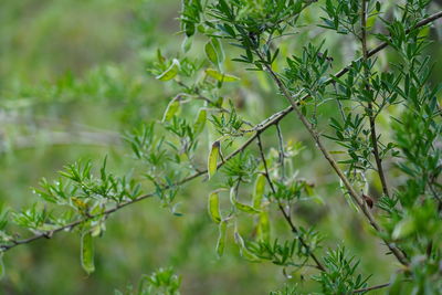 Close-up of fresh green leaves on tree