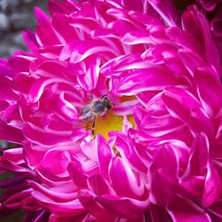 Close-up of bee on pink flower