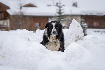 Portrait of black and white border collie dog sitting on a pile of snow and looking at camera