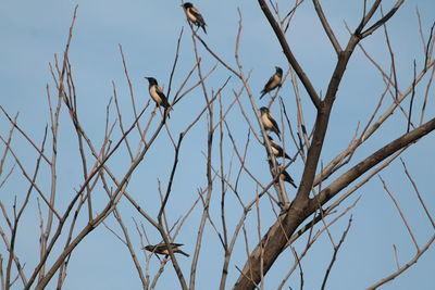 Low angle view of bird perching on bare tree against sky