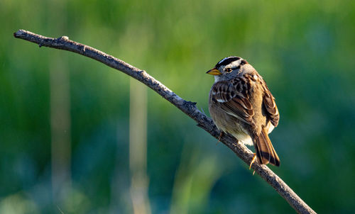 White crowned sparrow perching on branch