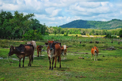 Horses in a field