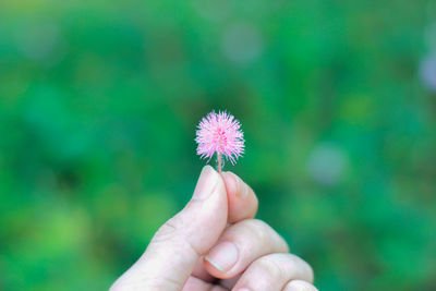 Close-up of hand holding flower