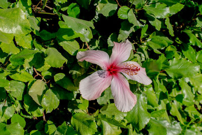 Close-up of pink flowering plant