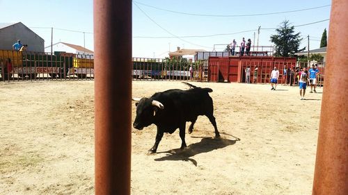 Cows in park against sky