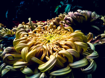 Close-up of yellow flowers blooming outdoors