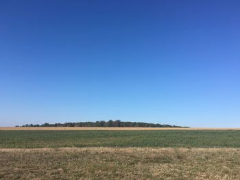 Scenic view of field against clear blue sky