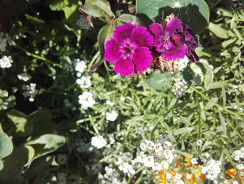 Close-up of purple flowers blooming outdoors