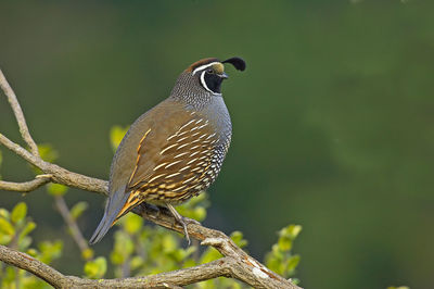 Close-up of bird perching on branch