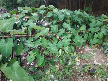 High angle view of ivy growing on field