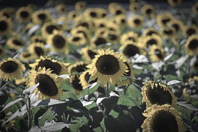 Close-up of sunflower on plant