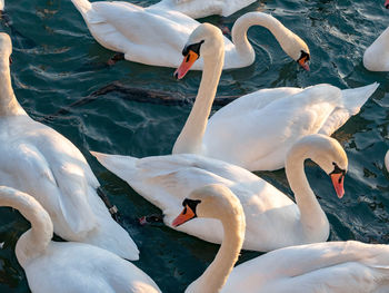 Swans swimming in lake