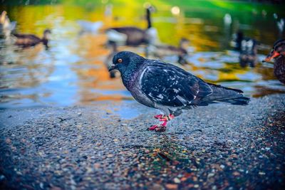 Close-up of pigeon at lakeshore