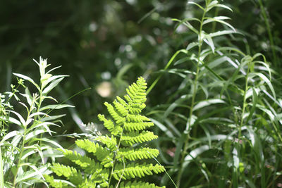 Fern plants