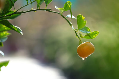 Close-up of fruits growing on tree