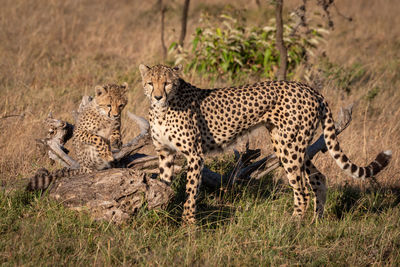 Cheetah family on grassy field 