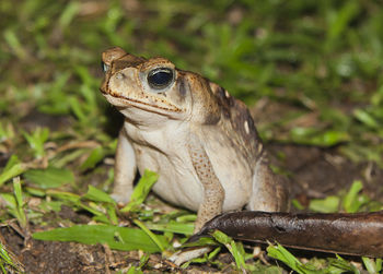 Close-up of lizard on tree