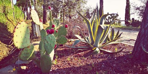 Cactus plant growing on field