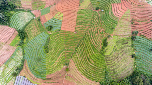 Full frame shot of rice field