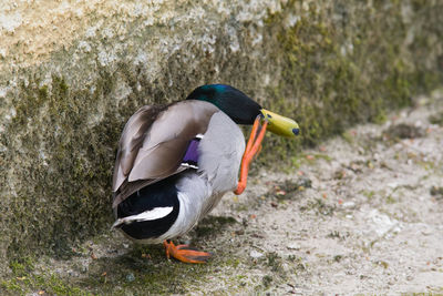 Side view of a bird