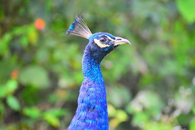 Close-up of a peacock