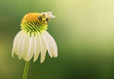 Close-up of bee on yellow flower