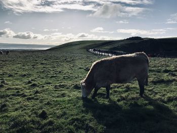 Horse grazing in a field