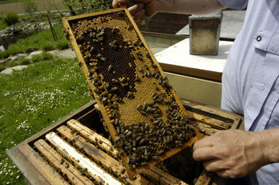 Honeycomb with western honey bees or european honey bee - apis mellifera